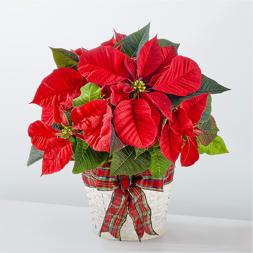 Happiest Holidays Poinsettia – Hurst Florist, Callahan FL