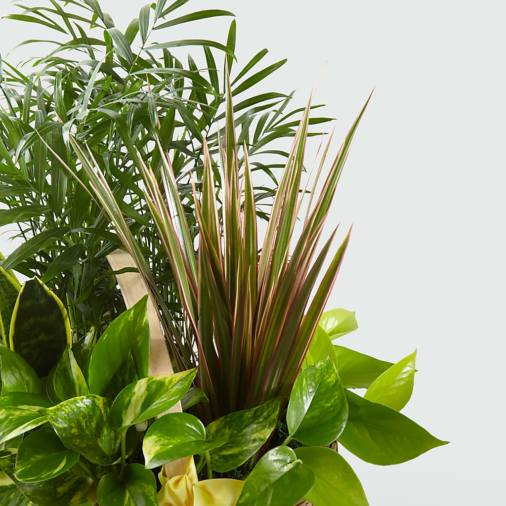 French Garden – Hurst Florist, Callahan FL