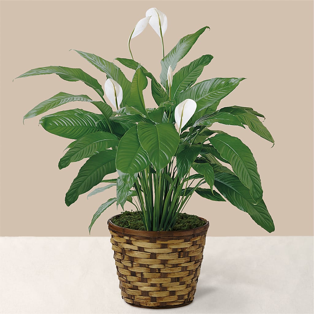 Tranquil Moments Peace Lily Plant – Hurst Florist, Callahan FL
