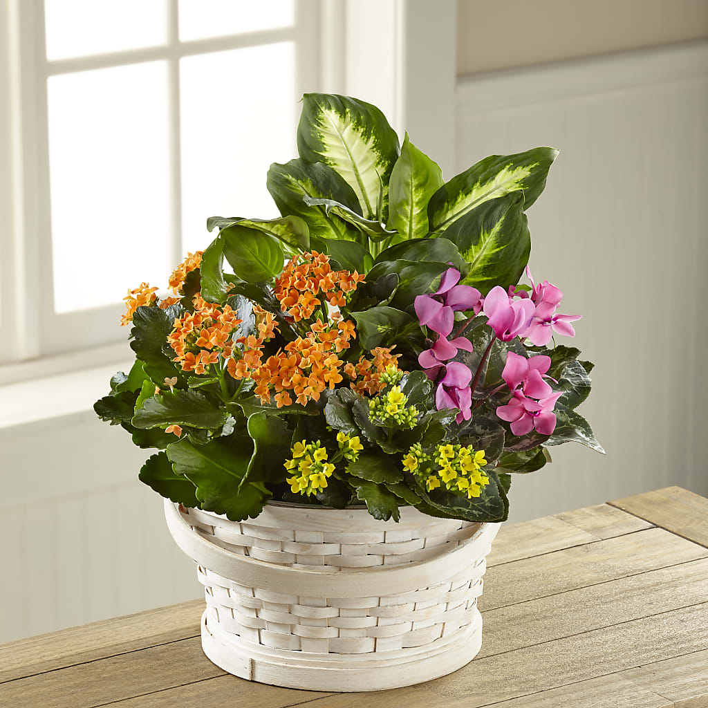 Color Crush Dishgarden – Hurst Florist, Callahan FL