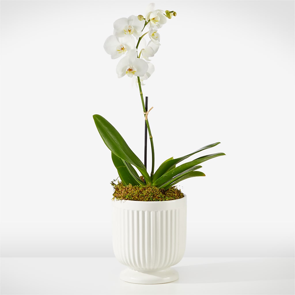 Whispering White Orchid – Hurst Florist, Callahan FL