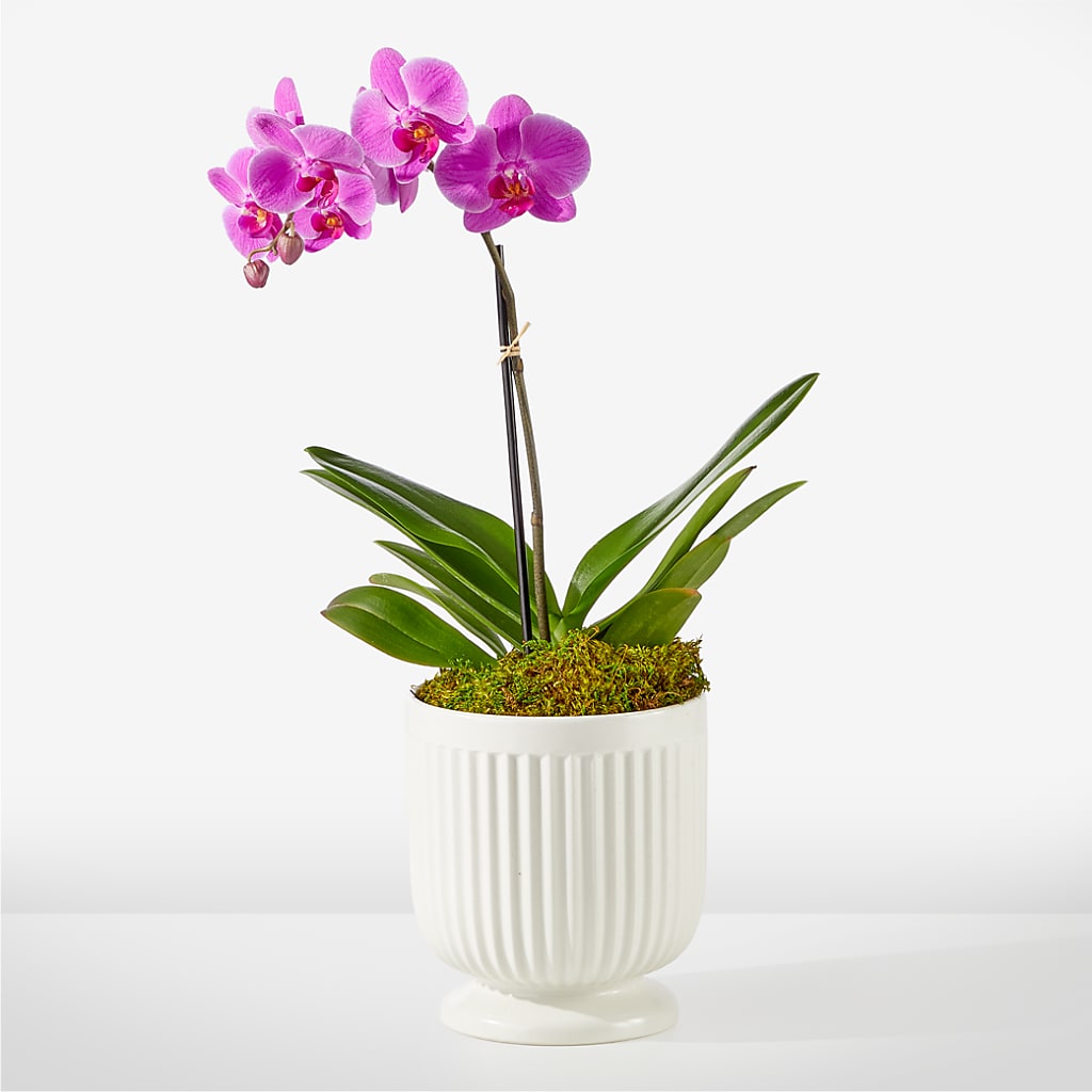 Friendly Fuchsia Orchid – Hurst Florist, Callahan FL
