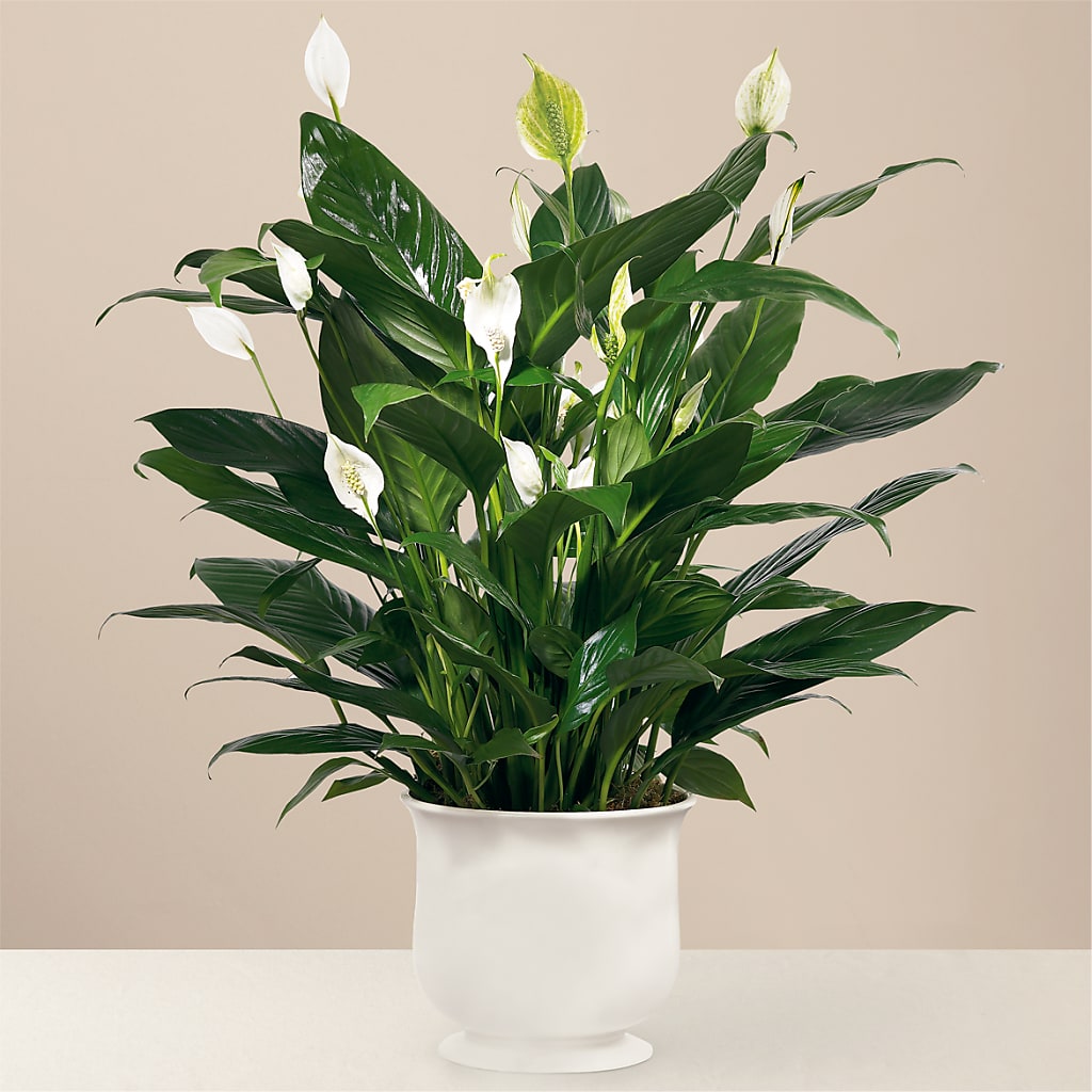 Comfort Planter – Hurst Florist, Callahan FL