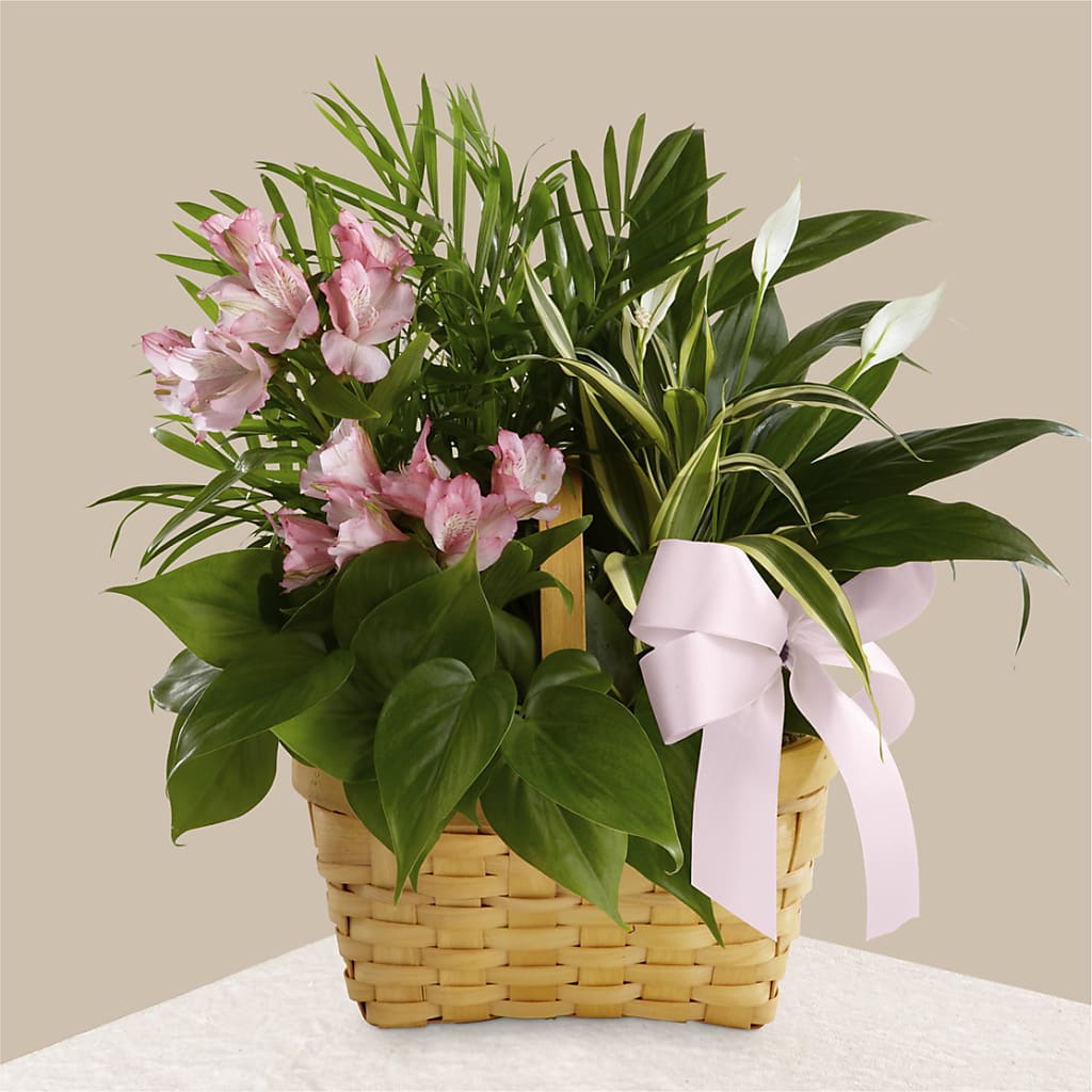 Living Spirit Dishgarden – Hurst Florist, Callahan FL