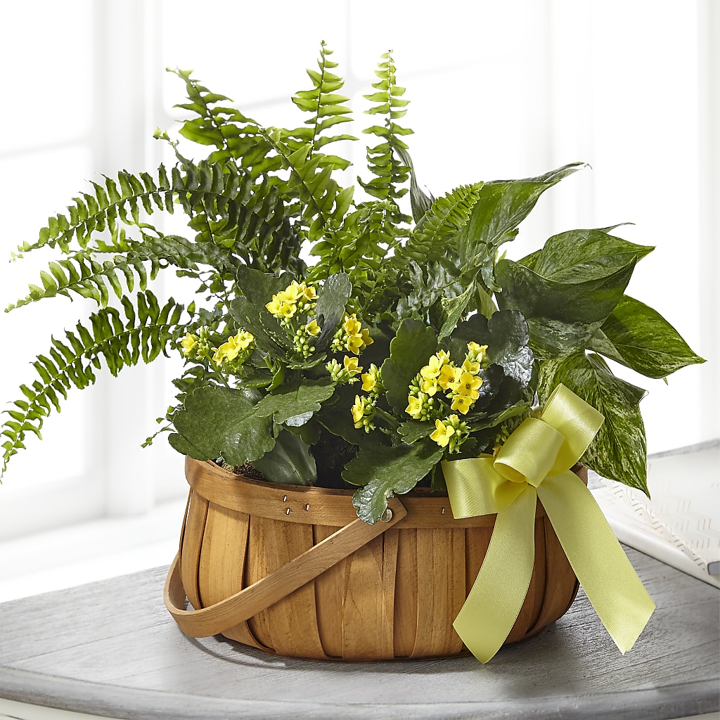 Always Dear Dishgarden – Hurst Florist, Callahan FL