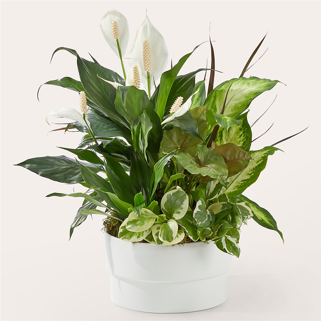 Radiating Positivity Dishgarden – Hurst Florist, Callahan FL
