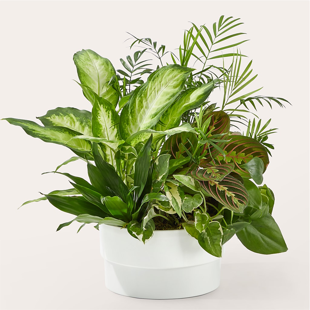 Radiating Positivity Dishgarden – Hurst Florist, Callahan FL