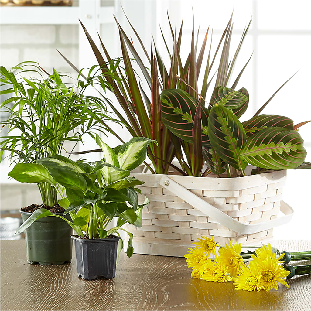Florist Designed Blooming and Green Plants in a Basket –  Hurst Florist, Callahan FL