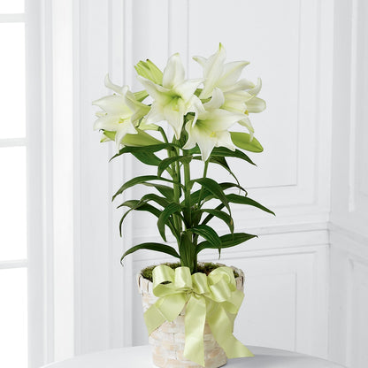 Easter Lily Plant –  Hurst Florist, Callahan FL