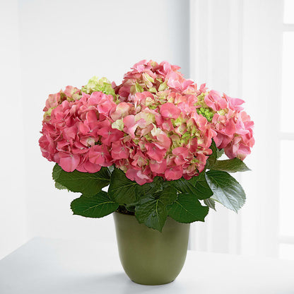 Pink Hydrangea Planter –  Hurst Florist, Callahan FL