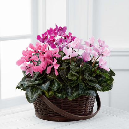 Mixed Cyclamen Planter –  Hurst Florist, Callahan FL