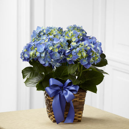 Blue Hydrangea Planter –  Hurst Florist, Callahan FL