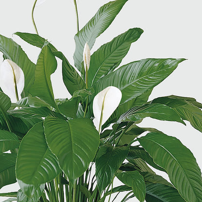 Tranquil Moments Peace Lily Plant –  Hurst Florist, Callahan FL