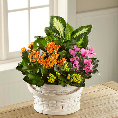 Color Crush Dishgarden –  Hurst Florist, Callahan FL