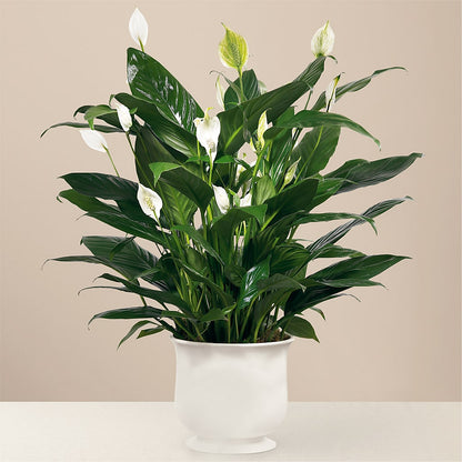 Comfort Planter –  Hurst Florist, Callahan FL