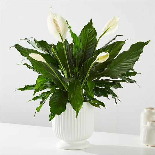 Comfort Planter –  Hurst Florist, Callahan FL