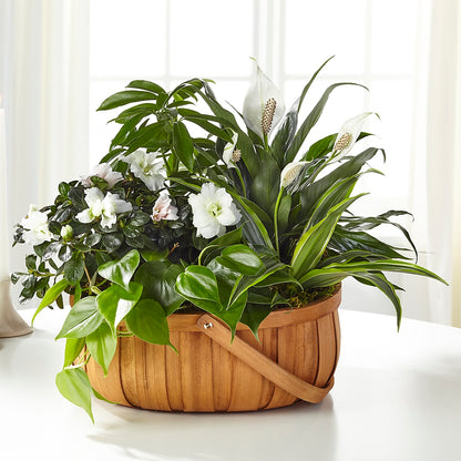 Serene Dishgarden –  Hurst Florist, Callahan FL