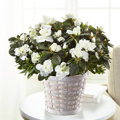 White Azalea Plant –  Hurst Florist, Callahan FL