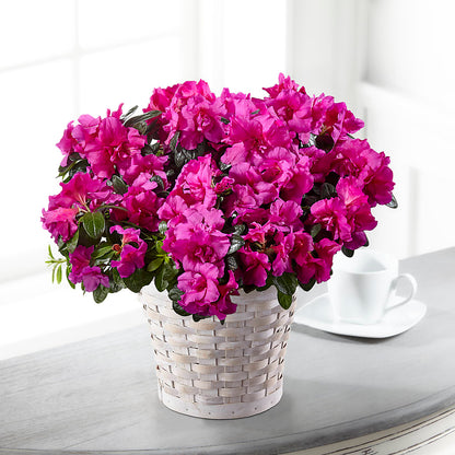 Hope & Serenity Azalea Plant –  Hurst Florist, Callahan FL
