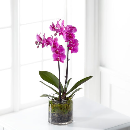 Pink Orchid Plant –  Hurst Florist, Callahan FL
