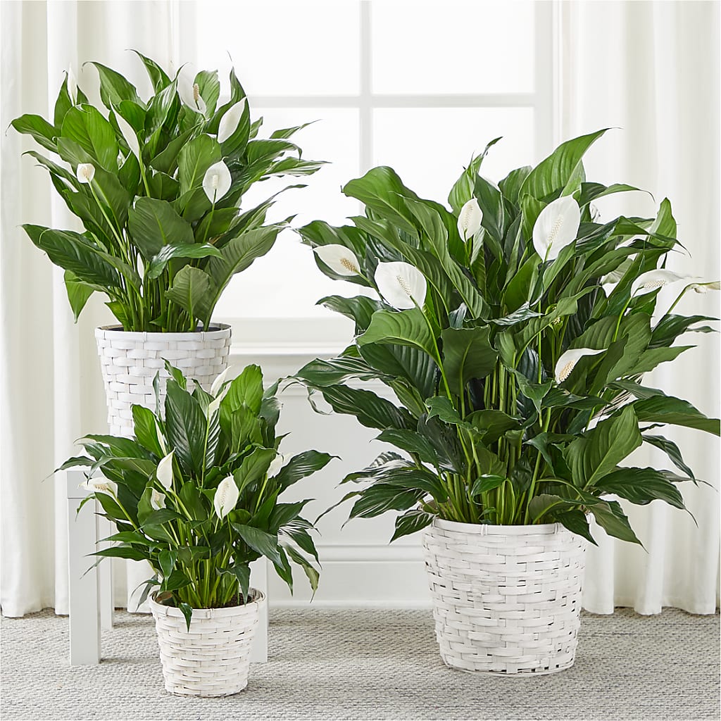 A New Leaf Peace Lily –  Hurst Florist, Callahan FL