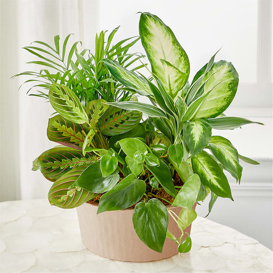 Balance & Harmony Dishgarden –  Hurst Florist, Callahan FL