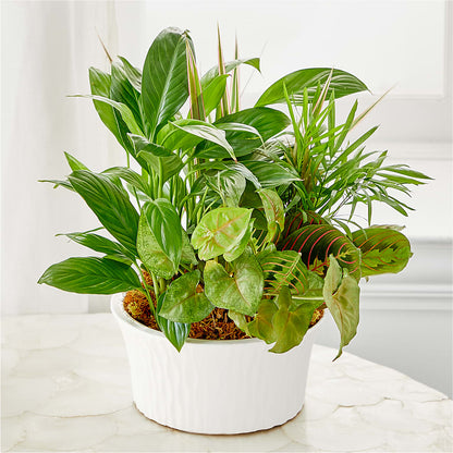 Balance & Harmony Dishgarden –  Hurst Florist, Callahan FL