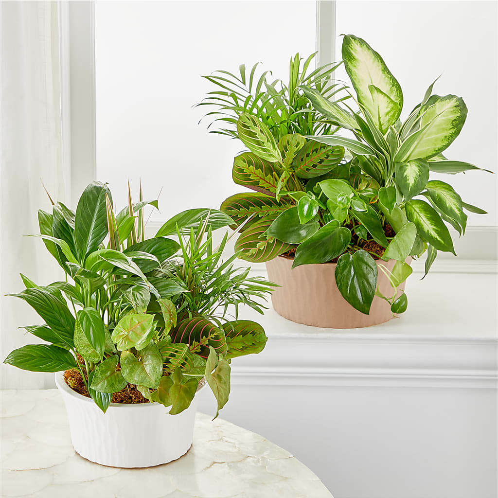 Balance & Harmony Dishgarden –  Hurst Florist, Callahan FL