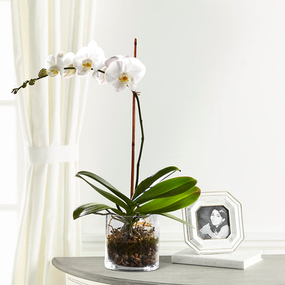 White Orchid Planter –  Hurst Florist, Callahan FL