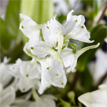 Classic Ivory – A Florist Original –  Hurst Florist, Callahan FL