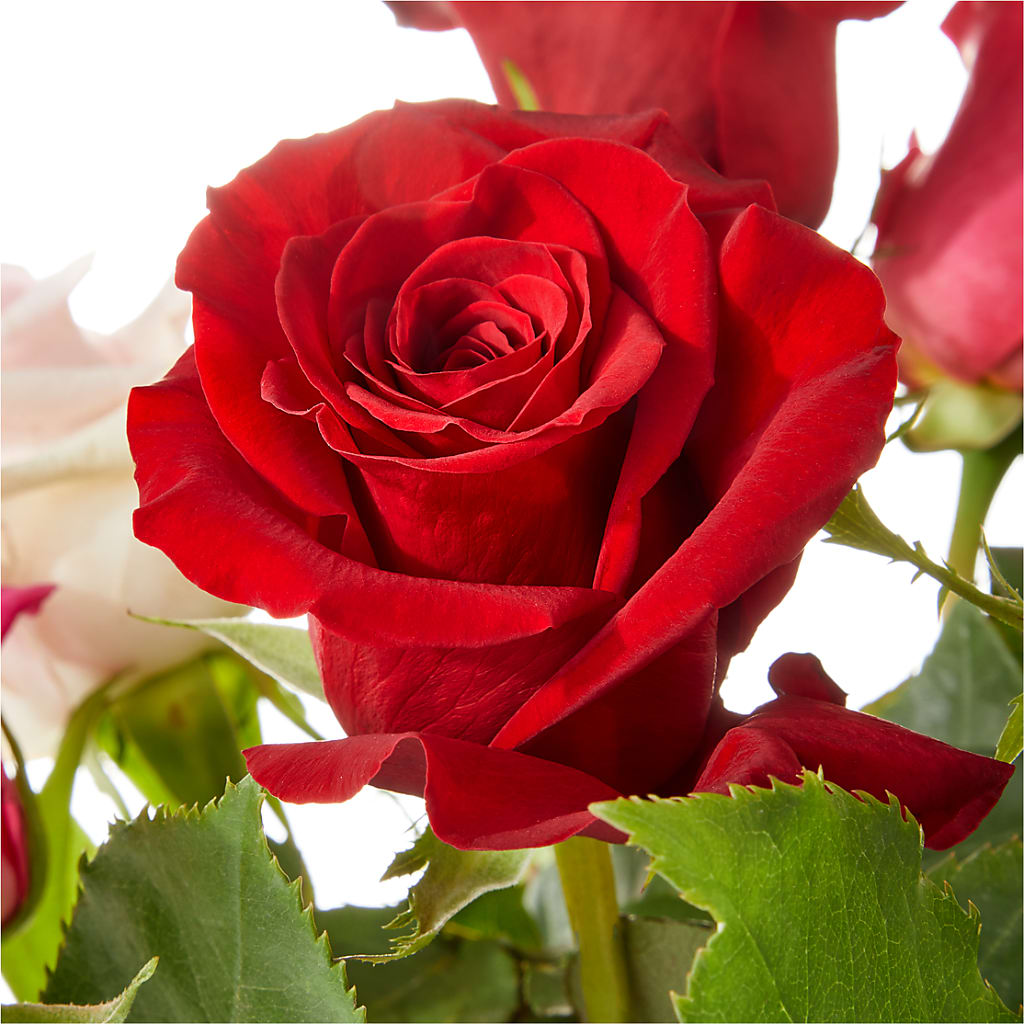 Love Notes Rose Bouquet –  Hurst Florist, Callahan FL